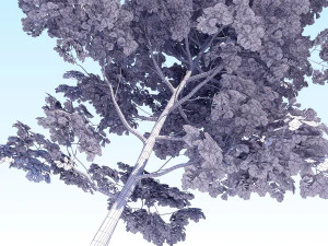 maple acer tree 08 archviz 3D Model