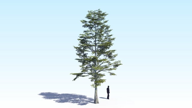 maple acer tree 09 archviz Model 3D .c4d .max .obj .3ds .fbx .stl .blend 