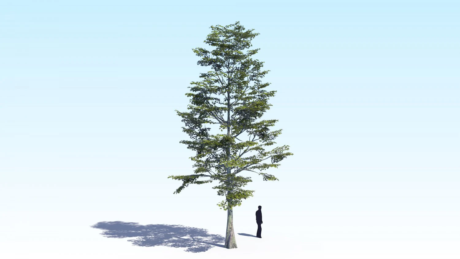 maple acer tree 09 archviz 3D Model .c4d .max .obj .3ds .fbx .stl .blend 