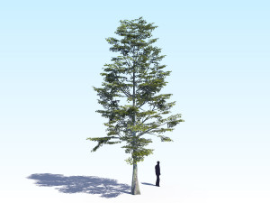 maple acer tree 09 archviz 3D Model