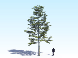 maple acer tree 09 archviz Model 3D