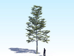 maple acer tree 09 archviz Model 3D