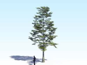 maple acer tree 09 archviz Model 3D