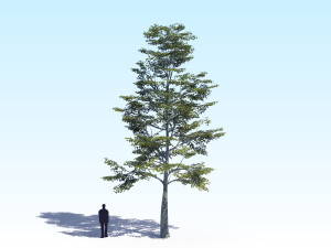 maple acer tree 09 archviz Model 3D