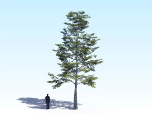 maple acer tree 09 archviz 3D Model