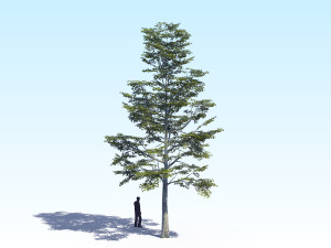 maple acer tree 09 archviz Model 3D