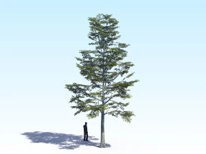maple acer tree 09 archviz 3D Model