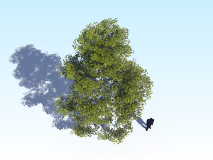maple acer tree 09 archviz Model 3D