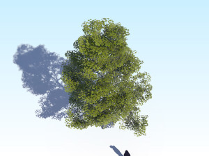 maple acer tree 09 archviz Model 3D
