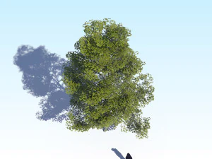 maple acer tree 09 archviz 3D Model