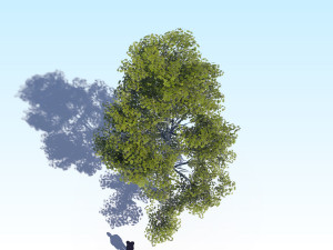 maple acer tree 09 archviz Model 3D
