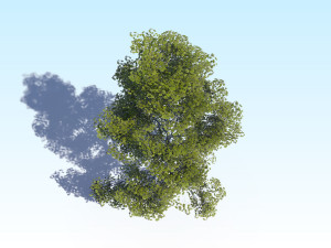 maple acer tree 09 archviz Model 3D