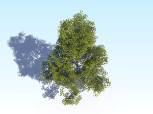 maple acer tree 09 archviz Model 3D