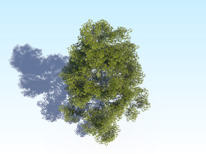 maple acer tree 09 archviz Model 3D
