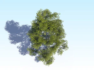 maple acer tree 09 archviz 3D Model