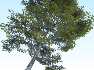 maple acer tree 09 archviz Model 3D