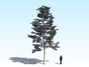 maple acer tree 09 archviz Model 3D