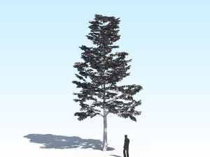 maple acer tree 09 archviz Model 3D