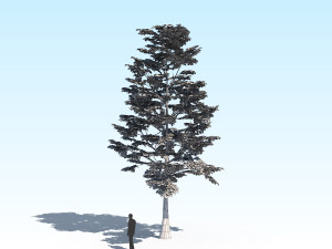 maple acer tree 09 archviz Model 3D