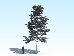 maple acer tree 09 archviz Model 3D