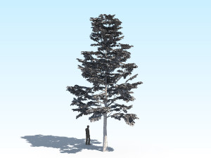 maple acer tree 09 archviz Model 3D