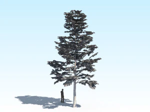 maple acer tree 09 archviz 3D Model