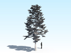 maple acer tree 09 archviz Model 3D