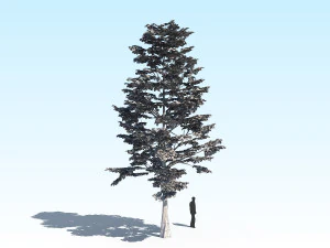 maple acer tree 09 archviz 3D Model