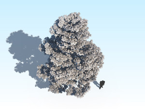 maple acer tree 09 archviz Model 3D
