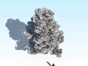 maple acer tree 09 archviz Model 3D