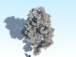 maple acer tree 09 archviz Model 3D