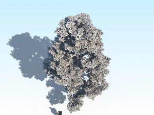 maple acer tree 09 archviz 3D Model
