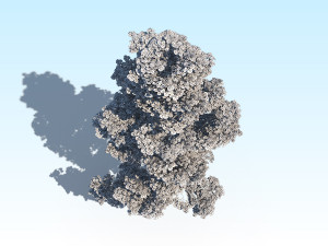 maple acer tree 09 archviz Model 3D
