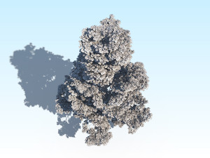maple acer tree 09 archviz Model 3D