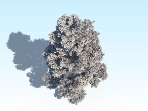 maple acer tree 09 archviz Model 3D