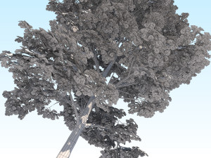 maple acer tree 09 archviz Model 3D