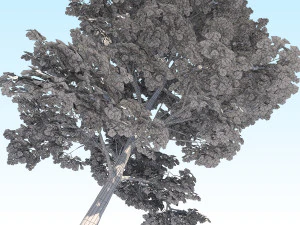 maple acer tree 09 archviz 3D Model