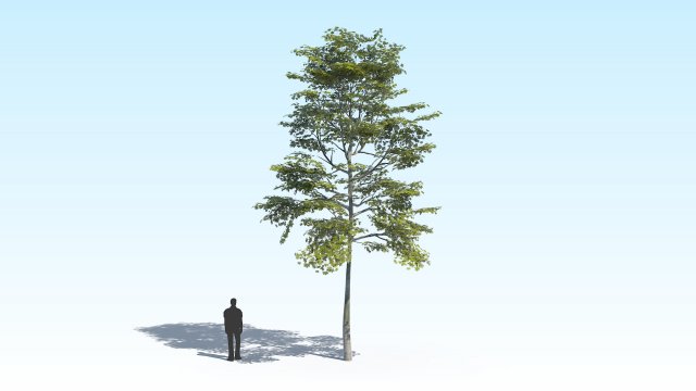 maple acer tree 10 archviz Model 3D .c4d .max .obj .3ds .fbx .stl .blend 
