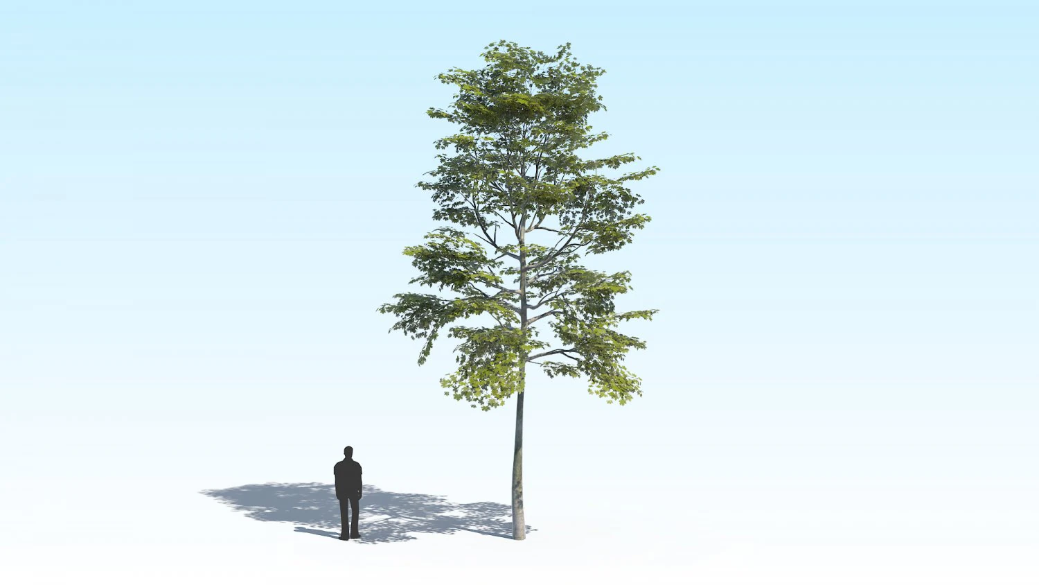 maple acer tree 10 archviz 3D Model .c4d .max .obj .3ds .fbx .stl .blend 