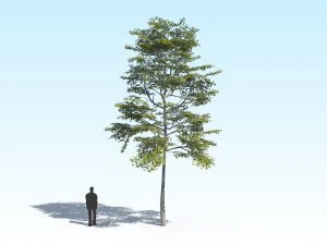maple acer tree 10 archviz 3D Model