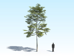 maple acer tree 10 archviz Model 3D