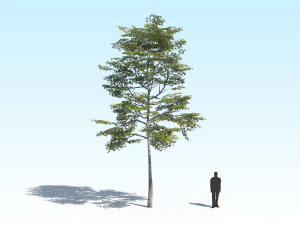maple acer tree 10 archviz 3D Model