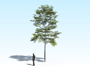 maple acer tree 10 archviz Model 3D