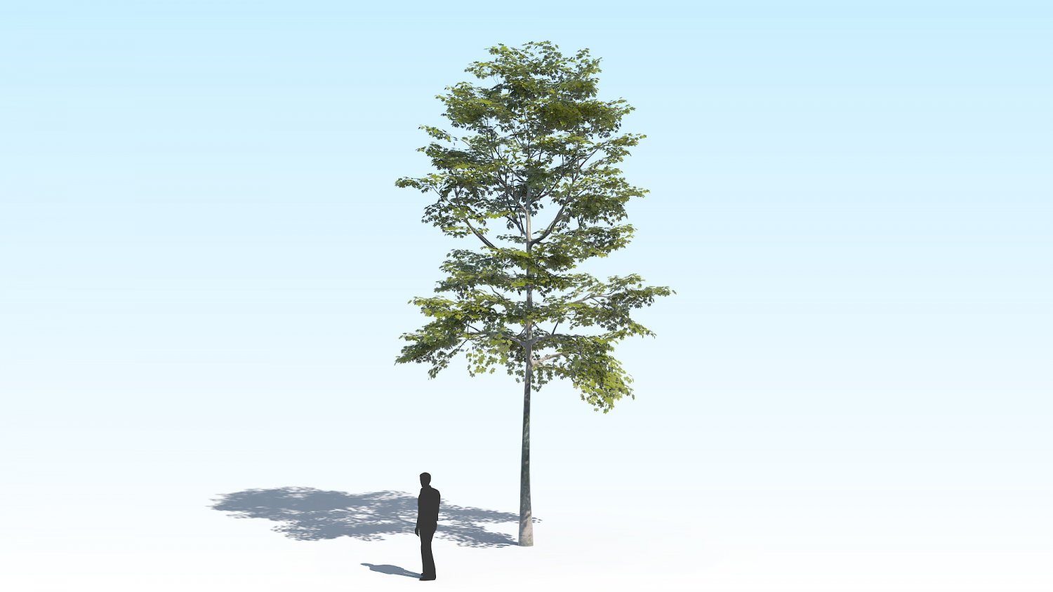 Tree x. Tree x