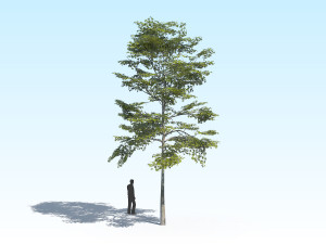 maple acer tree 10 archviz Model 3D