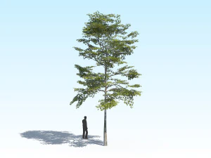 maple acer tree 10 archviz 3D Model