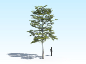 maple acer tree 10 archviz Model 3D