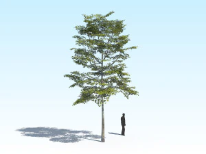 maple acer tree 10 archviz 3D Model