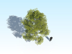 maple acer tree 10 archviz Model 3D