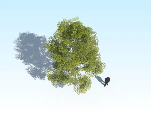 maple acer tree 10 archviz 3D Model